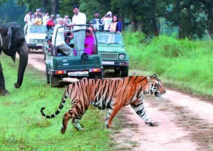 Wildlife Tour India